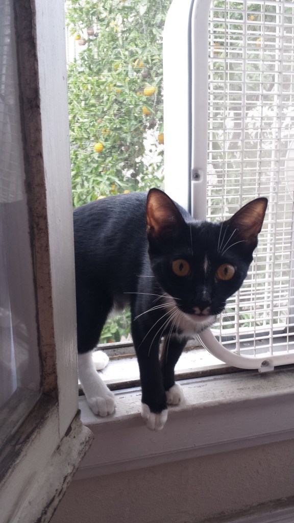 Norman the tuxedo cat stands on a windowsill, facing into the room. A white box fan is visible next to him. Outside, through the windowscreen, a tree with oranges growing on it can be seen.